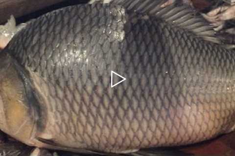 Big Fish Slicing | Huge Katla Fish Cutting into Pieces in the Fish Market