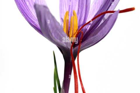 Crocus Sativus