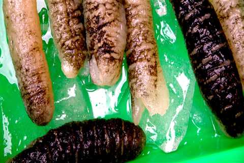 What are the basic steps in processing sea cucumber?