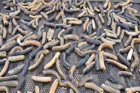 Are dried sea cucumbers good for you?