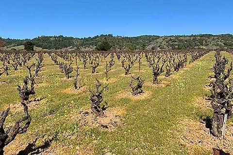 Tracking Down Old Vine Zinfandel