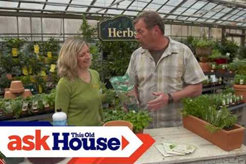 How to Grow Culinary Herbs | Ask This Old House