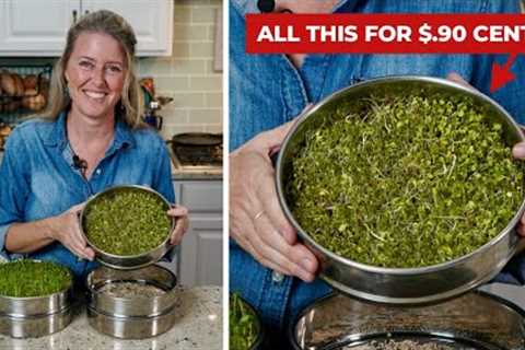 Easily grow SPROUTS 🌿 at home for pennies on the dollar!