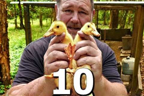 10 Reasons Why NOT to Keep Ducks?