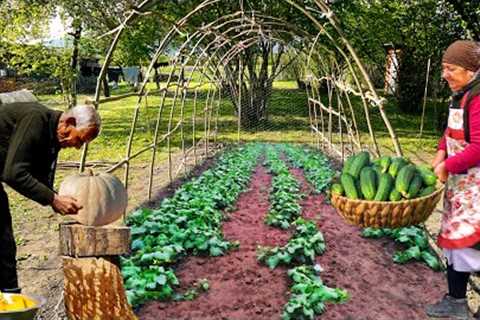 How to Grow Cucumbers from Seed in Greenhouse - Pumpkin Pilaf with Chicken