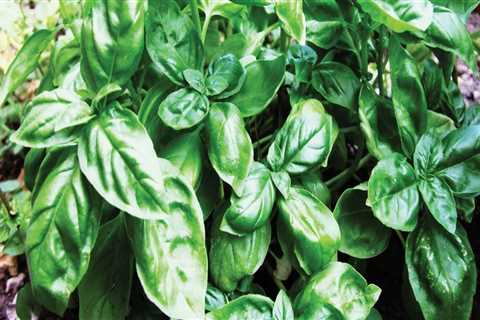 Basil - An Introduction to the Herb