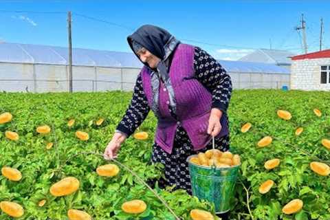 Harvesting Organic Potatoes and Spinach! Cooking Traditional Dish in the Village!