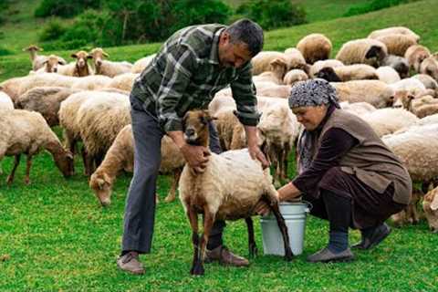 Fresh Sheep Milk - Making Traditional Caucasus Cheese