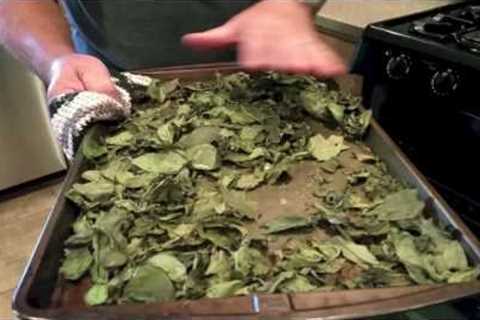 Drying and Storing Basil