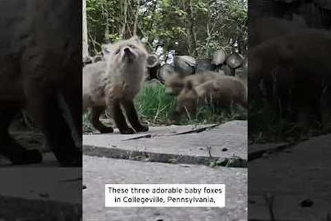 Baby Foxes Adorably Fight Over Food #shorts