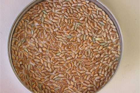 Color of Whole Wheat Berries