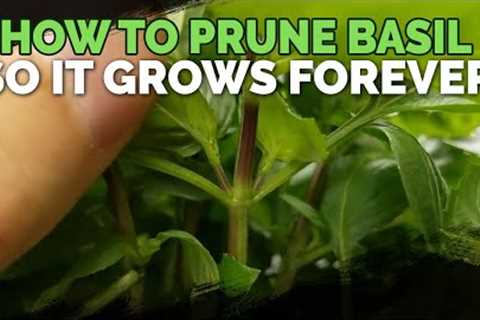 How to Prune Basil So It Grows Forever!