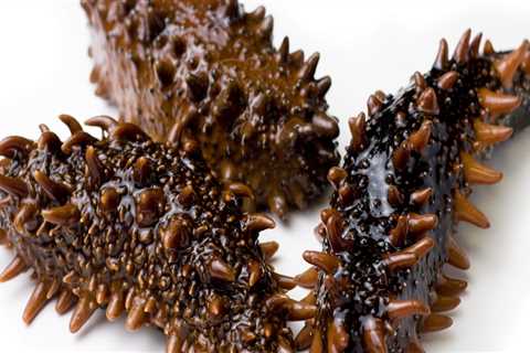 The Benefits of Sea Cucumbers and How to Buy Them