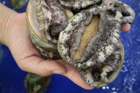 Exploring the Unique Flavor of Chilean Canned Abalone: A Journey to the Depths