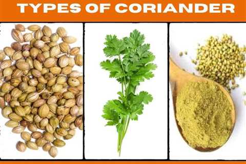 Coriander - From Seeds to Leaves