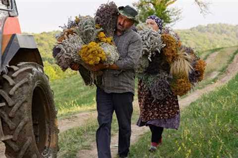 🌿 Collecting and Drying Natural Seasonings