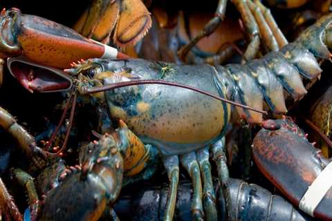 A Comprehensive Look at Lobster