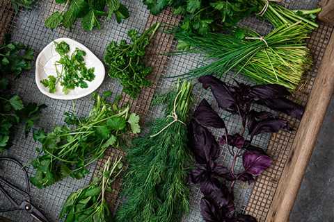 The Delicate Power of Dill - Enhancing Salads and Seafood!