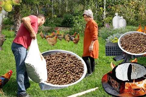 Harvesting Walnut from Forest | Sweets and Food Recipes with Walnut of Azerbaijani Cuisine