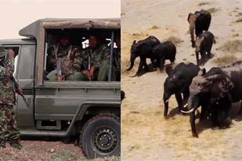 Rangers Protect Elephants Traveling in Search of Food