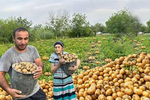 Mix of Potato, Eggplant, Tomato Harvest and Grandma''s Delicious River Eel Recipe