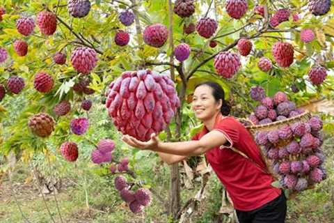 Harvesting Red Sugar Apple (Annona Squamosa), Cook delicious Asian dishes Goes to the market sell