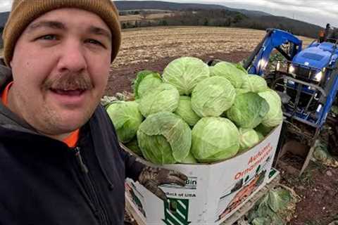 FROZEN FINGERS AND BIG CABBAGES