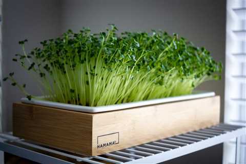 How to Keep Microgreens Fresh and Flavorful? Expert Advice - Flank Waltham