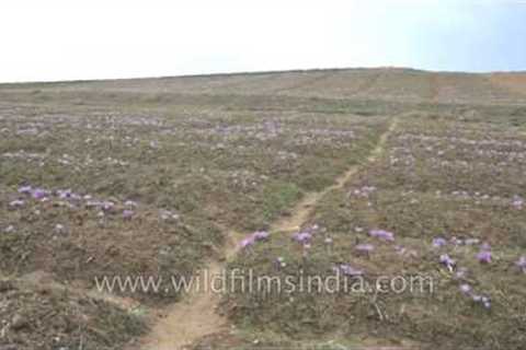 Saffron flowers ready for harvest in Kashmir