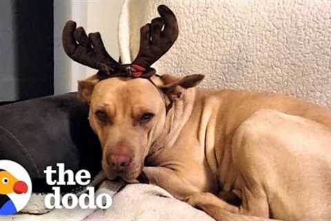 This Stray Dog Was Impossible To Catch! | The Dodo