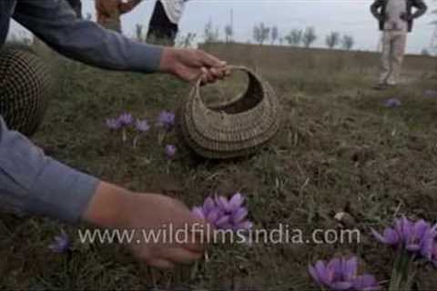 Kashmiri family harvests their saffron crop in autumn, Pampore, India