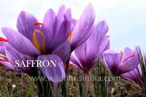 Saffron - the world's most expensive spice!