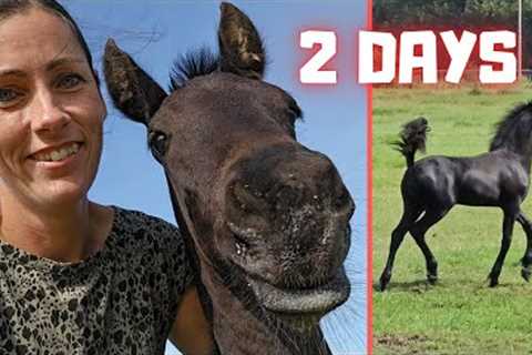 2 days of horses at Stal H and Stal G | Milk mustache | Friesian Horses