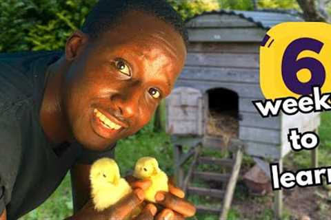 First Time Raising Chickens On Our Homestead In Jamaica #homestead